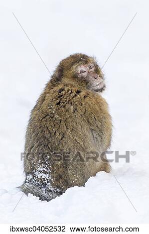 Stock Image - "Barbary Macaque (Macaca sylvanus), adult, in the snow, captive, Rhineland-Palatinate, Germany, Europe". Fotosearch
