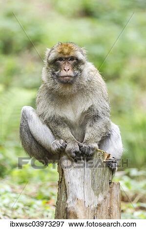 "Barbary Macaque (Macaca sylvanus), adult sitting on a tree stump, native to Morocco, captive, Rhineland-Palatinate, Germany, Europe" View Large Photo Image Stock Photo - "Barbary Macaque (Macaca sylvanus), adult sitting on a tree stump, native to Morocco, captive, Rhineland-Palatinate, Germany, Europe". Fotosearch