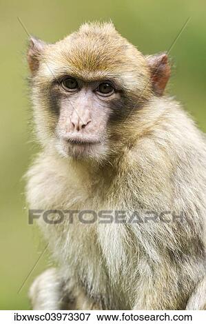 "Barbary Macaque (Macaca sylvanus), young, native to Morocco, captive, Rhineland-Palatinate, Germany, Europe" View Large Photo Image Stock Photo - "Barbary Macaque (Macaca sylvanus), young, native to Morocco, captive, Rhineland-Palatinate, Germany, Europe". Fotosearch