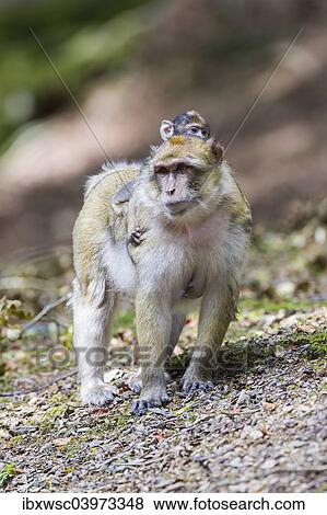 "Barbary Macaque (Macaca sylvanus) adult female with young, 12 weeks, native to Morocco, captive, Rhineland-Palatinate, Germany, Europe" View Large Photo Image Stock Photo - "Barbary Macaque (Macaca sylvanus) adult female with young, 12 weeks, native to Morocco, captive, Rhineland-Palatinate, Germany, Europe". Fotosearch