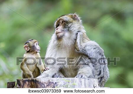"Barbary Macaque (Macaca sylvanus) adult female with young, 12 weeks, native to Morocco, captive, Rhineland-Palatinate, Germany, Europe" View Large Photo Image Stock Photo - "Barbary Macaque (Macaca sylvanus) adult female with young, 12 weeks, native to Morocco, captive, Rhineland-Palatinate, Germany, Europe". Fotosearch