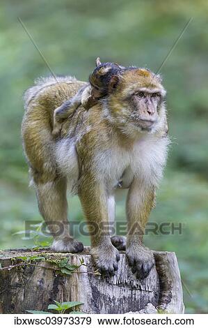 "Barbary Macaque (Macaca sylvanus) adult female with young, 12 weeks, native to Morocco, captive, Rhineland-Palatinate, Germany, Europe" View Large Photo Image Stock Photo - "Barbary Macaque (Macaca sylvanus) adult female with young, 12 weeks, native to Morocco, captive, Rhineland-Palatinate, Germany, Europe". Fotosearch