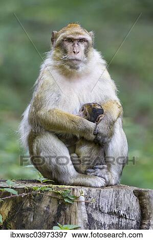 "Barbary Macaque (Macaca sylvanus) adult female with young, 12 weeks, native to Morocco, captive, Rhineland-Palatinate, Germany, Europe" View Large Photo Image Stock Photo - "Barbary Macaque (Macaca sylvanus) adult female with young, 12 weeks, native to Morocco, captive, Rhineland-Palatinate, Germany, Europe". Fotosearch