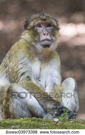 "Barbary Macaque (Macaca sylvanus), adult, native to Morocco, captive, Rhineland-Palatinate, Germany, Europe" View Large Photo Image Stock Photo - "Barbary Macaque (Macaca sylvanus), adult, native to Morocco, captive, Rhineland-Palatinate, Germany, Europe". Fotosearch
