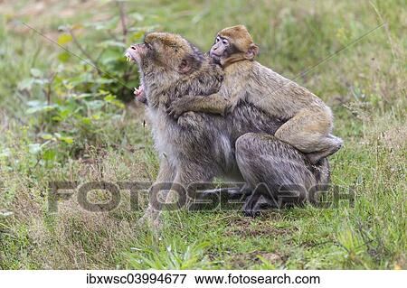 "Barbary Macaque (Macaca sylvanus), adult and young, captive, Rhineland-Palatinate, Germany, Europe" View Large Photo Image Stock Photo - "Barbary Macaque (Macaca sylvanus), adult and young, captive, Rhineland-Palatinate, Germany, Europe". Fotosearch