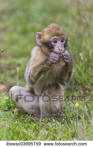 "Barbary Macaque (Macaca sylvanus), young, captive, Rhineland-Palatinate, Germany, Europe" View Large Photo Image Stock Photo - "Barbary Macaque (Macaca sylvanus), young, captive, Rhineland-Palatinate, Germany, Europe". Fotosearch
