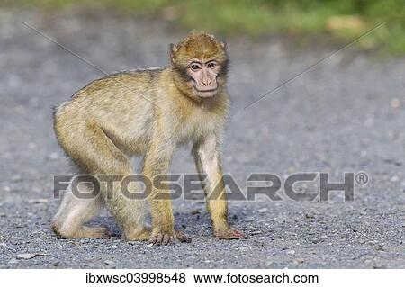 Stock Photo - "Barbary Macaque (Macaca sylvanus), adult, captive, Rhineland-Palatinate, Germany, Europe". Fotosearch