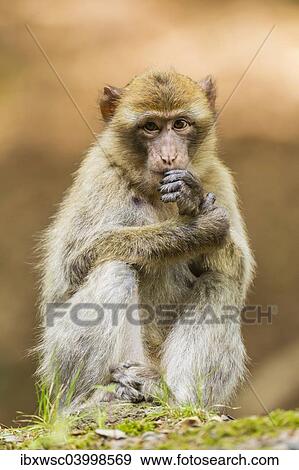 "Barbary Macaque (Macaca sylvanus), adult, captive, Rhineland-Palatinate, Germany, Europe" View Large Photo Image Stock Photo - "Barbary Macaque (Macaca sylvanus), adult, captive, Rhineland-Palatinate, Germany, Europe". Fotosearch