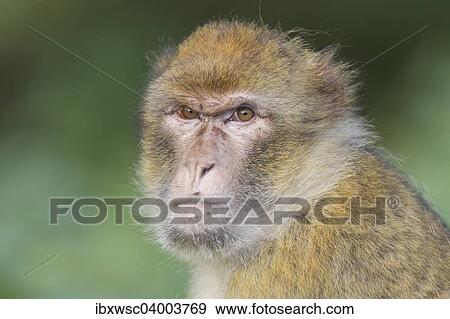 "Barbary Macaque (Macaca sylvanus), adult, captive" View Large Photo Image Stock Photo - "Barbary Macaque (Macaca sylvanus), adult, captive". Fotosearch