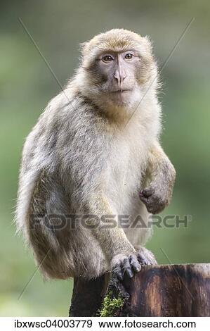 "Barbary Macaque (Macaca sylvanus), adult, captive" View Large Photo Image Stock Photo - "Barbary Macaque (Macaca sylvanus), adult, captive". Fotosearch