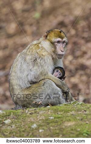 "Barbary Macaque (Macaca sylvanus), adult with young, captive" View Large Photo Image Stock Photo - "Barbary Macaque (Macaca sylvanus), adult with young, captive". Fotosearch