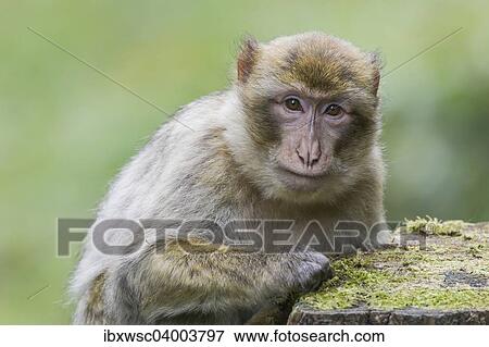 "Barbary Macaque (Macaca sylvanus), adult, captive" View Large Photo Image Stock Photo - "Barbary Macaque (Macaca sylvanus), adult, captive". Fotosearch