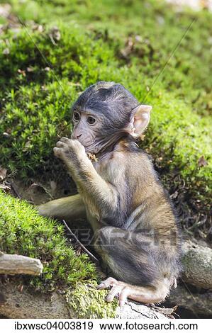 "Barbary Macaque (Macaca sylvanus), monkey baby, captive" View Large Photo Image Stock Photo - "Barbary Macaque (Macaca sylvanus), monkey baby, captive". Fotosearch