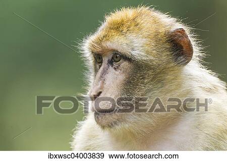 "Barbary Macaque (Macaca sylvanus), captive" View Large Photo Image Stock Photo - "Barbary Macaque (Macaca sylvanus), captive". Fotosearch