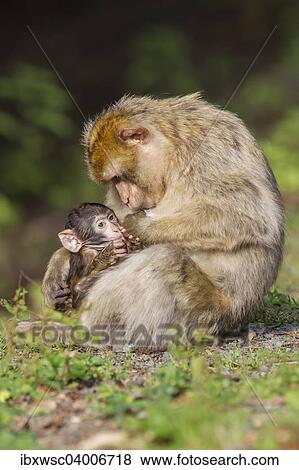 "Barbary Macaque (Macaca sylvanus), female suckling infant, captive" View Large Photo Image Stock Photo - "Barbary Macaque (Macaca sylvanus), female suckling infant, captive". Fotosearch