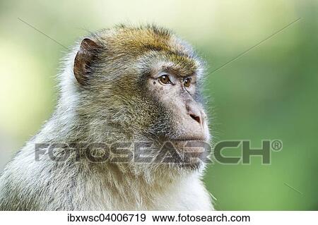 "Barbary Macaque (Macaca sylvanus), adult, captive" View Large Photo Image Stock Photo - "Barbary Macaque (Macaca sylvanus), adult, captive". Fotosearch