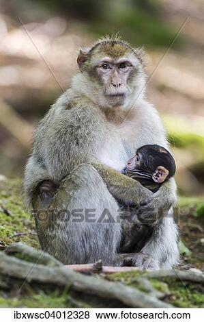Stock Photo - "Barbary Macaque (Macaca sylvanus), female suckling baby, captive, Rhineland-Palatinate, Germany, Europe". Fotosearch