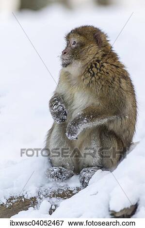 "Barbary Macaque (Macaca sylvanus), adult, in the snow, captive, Rhineland-Palatinate, Germany, Europe" View Large Photo Image Stock Photo - "Barbary Macaque (Macaca sylvanus), adult, in the snow, captive, Rhineland-Palatinate, Germany, Europe". Fotosearch