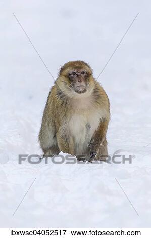 "Barbary Macaque (Macaca sylvanus), adult, in the snow, captive, Rhineland-Palatinate, Germany, Europe" View Large Photo Image Stock Photo - "Barbary Macaque (Macaca sylvanus), adult, in the snow, captive, Rhineland-Palatinate, Germany, Europe". Fotosearch