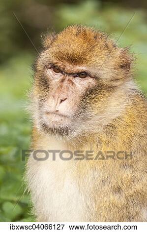 "Barbary Macaque (Macaca sylvanus), adult, native to Morocco, captive, Rhineland-Palatinate, Germany, Europe" View Large Photo Image Stock Photo - "Barbary Macaque (Macaca sylvanus), adult, native to Morocco, captive, Rhineland-Palatinate, Germany, Europe". Fotosearch
