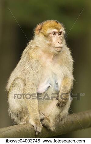 "Barbary Macaque (Macaca sylvanus), adult, captive" View Large Photo Image Stock Photograph - "Barbary Macaque (Macaca sylvanus), adult, captive". Fotosearch