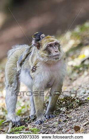 "Barbary Macaque (Macaca sylvanus) adult female with young, 12 weeks, native to Morocco, captive, Rhineland-Palatinate, Germany, Europe" View Large Photo Image Stock Photography - "Barbary Macaque (Macaca sylvanus) adult female with young, 12 weeks, native to Morocco, captive, Rhineland-Palatinate, Germany, Europe". Fotosearch