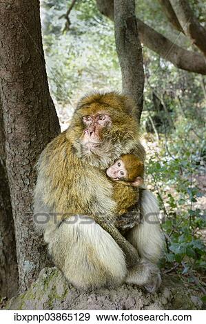 "Barbary Macaque (Macaca sylvanus) with young, Ifrane National Park, Morocco, Africa" View Large Photo Image Stock Photo - "Barbary Macaque (Macaca sylvanus) with young, Ifrane National Park, Morocco, Africa". Fotosearch