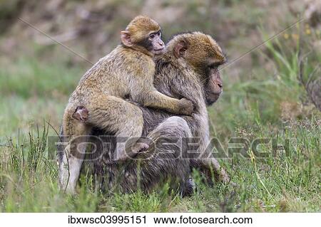 Stock Image - "Barbary Macaques (Macaca sylvanus), adult and young, captive, Rhineland-Palatinate, Germany, Europe". Fotosearch