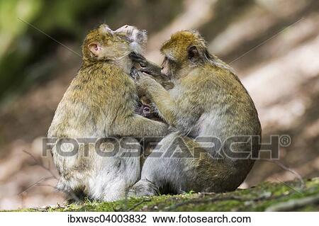 "Barbary Macaques (Macaca sylvanus), captive" View Large Photo Image Stock Image - "Barbary Macaques (Macaca sylvanus), captive". Fotosearch