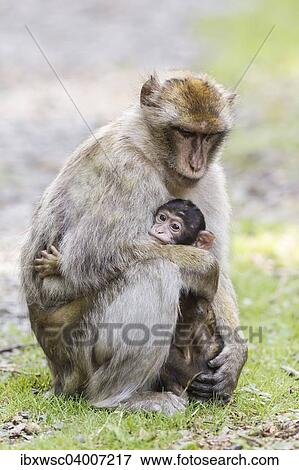 "Barbary Macaques (Macaca sylvanus), adult with baby, native to Morocco, captive" View Large Photo Image Stock Photo - "Barbary Macaques (Macaca sylvanus), adult with baby, native to Morocco, captive". Fotosearch