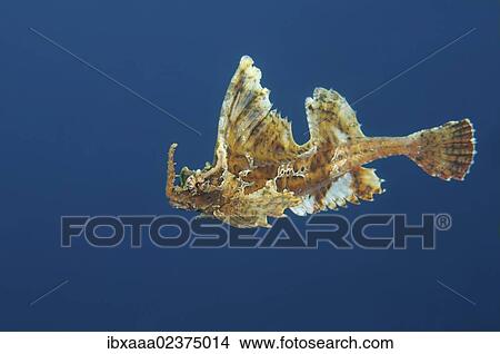 "Barbed hunchback poacher (Agonomalus proboscidalis), Japan Sea, Primorsky Krai, Russian Federation, Far East" View Large Photo Image Picture - "Barbed hunchback poacher (Agonomalus proboscidalis), Japan Sea, Primorsky Krai, Russian Federation, Far East". Fotosearch
