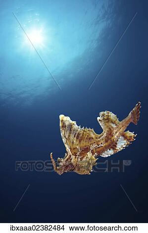 Picture - "Barbed hunchback poacher (Agonomalus proboscidalis), Japan Sea, Primorsky Krai, Russian Federation, Far East". Fotosearch