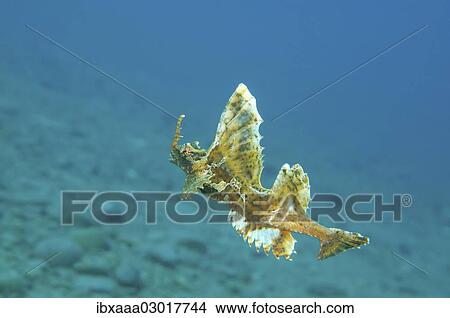 "Barbed hunchback poacher (Agonomalus proboscidalis), Sea of Japan, Far East, Primorsky Krai, Russian Federation, Sea of Japan, Russia, Europe" View Large Photo Image Picture - "Barbed hunchback poacher (Agonomalus proboscidalis), Sea of Japan, Far East, Primorsky Krai, Russian Federation, Sea of Japan, Russia, Europe". Fotosearch