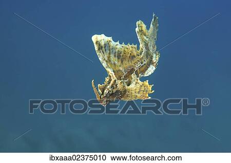 "Barbed hunchback poacher (Agonomalus proboscidalis), Japan Sea, Primorsky Krai, Russian Federation, Far East" View Large Photo Image Stock Image - "Barbed hunchback poacher (Agonomalus proboscidalis), Japan Sea, Primorsky Krai, Russian Federation, Far East". Fotosearch