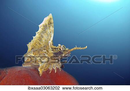 "Barbed hunchback poacher (Agonomalus proboseidalis), Japan sea, Primorsky Krai, Russia, Europe" View Large Photo Image Stock Image - "Barbed hunchback poacher (Agonomalus proboseidalis), Japan sea, Primorsky Krai, Russia, Europe". Fotosearch