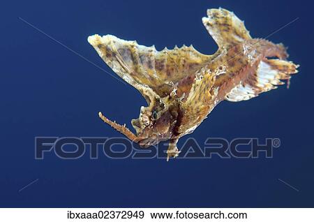 "Barbed hunchback poacher (Agonomalus proboscidalis), Japan Sea, Far East, Primorsky Krai, Russian Federation" View Large Photo Image Stock Photo - "Barbed hunchback poacher (Agonomalus proboscidalis), Japan Sea, Far East, Primorsky Krai, Russian Federation". Fotosearch