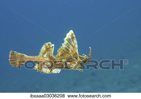 "Barbed hunchback poacher (Agonomalus proboscidalis), Japan sea, Primorsky Krai, Russia, Europe" View Large Photo Image Stock Photo - "Barbed hunchback poacher (Agonomalus proboscidalis), Japan sea, Primorsky Krai, Russia, Europe". Fotosearch