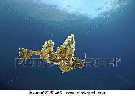 Stock Photograph - "Barbed hunchback poacher (Agonomalus proboscidalis), Japan Sea, Primorsky Krai, Russian Federation, Far East". Fotosearch