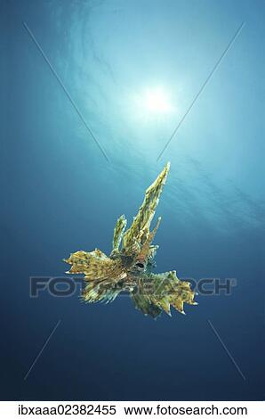 Stock Photography - "Barbed hunchback poacher (Agonomalus proboscidalis), Japan Sea, Primorsky Krai, Russian Federation, Far East". Fotosearch