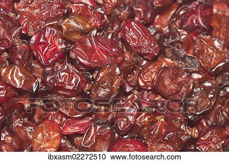 Barberries (Berberis) View Large Photo Image Stock Image - Barberries (Berberis). Fotosearch