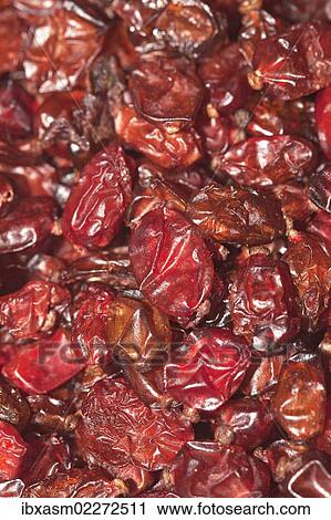 Barberries (Berberis) View Large Photo Image Stock Image - Barberries (Berberis). Fotosearch