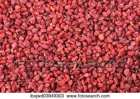 Barberries View Large Photo Image Stock Image - Barberries. Fotosearch