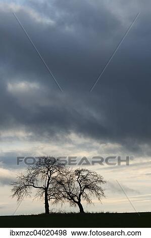 "Bare fruit trees at dusk, Karsberg, Upper Franconia, Bavaria, Germany, Europe" View Large Photo Image Stock Photo - "Bare fruit trees at dusk, Karsberg, Upper Franconia, Bavaria, Germany, Europe". Fotosearch