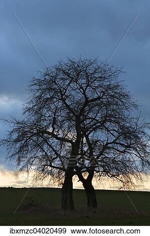 Stock Photo - "Bare fruit trees at dusk, Karsberg, Upper Franconia, Bavaria, Germany, Europe". Fotosearch