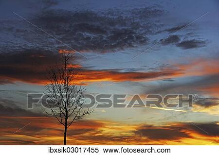 "Bare tree against the evening sky, sunset, with clouds in the sky, Upper Swabia, Baden-Wurttemberg, Germany, Europe" View Large Photo Image Stock Photography - "Bare tree against the evening sky, sunset, with clouds in the sky, Upper Swabia, Baden-Wurttemberg, Germany, Europe". Fotosearch
