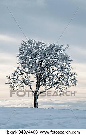 "Bare tree in winter, Baden-Wurttemberg, Germany, Europe" View Large Photo Image Stock Image - "Bare tree in winter, Baden-Wurttemberg, Germany, Europe". Fotosearch