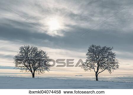 "Bare trees in winter, Baden-Wurttemberg, Germany, Europe" View Large Photo Image Stock Photo - "Bare trees in winter, Baden-Wurttemberg, Germany, Europe". Fotosearch