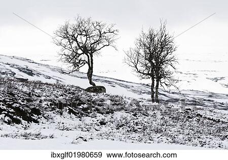 Stock Photo - "Bare trees with snow on the Hardangervidda mountain plateau, Norway, Scandinavia, Northern Europe, Europe". Fotosearch