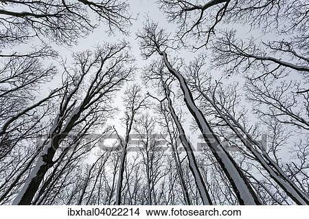 "Bare treetops from below, Kuhlungsborn, Mecklenburg-Western Pomerania, Germany, Europe" View Large Photo Image Picture - "Bare treetops from below, Kuhlungsborn, Mecklenburg-Western Pomerania, Germany, Europe". Fotosearch