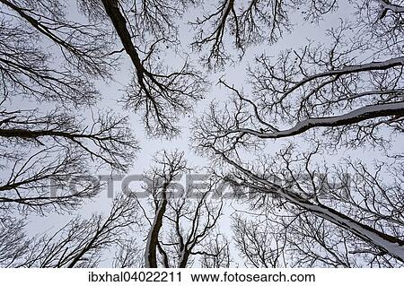Stock Image - "Bare treetops from below, Kuhlungsborn, Mecklenburg-Western Pomerania, Germany, Europe". Fotosearch